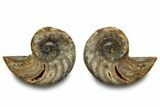 Jurassic Cut & Polished Nautilus (Cymatoceras) Fossil -Madagascar #283124-1